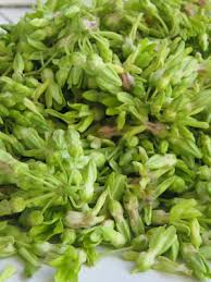 Cowslip Flower / Bagbagkong / Sabidukong 100g