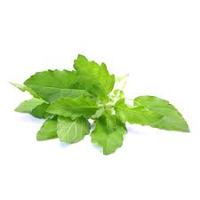 Holy Basil 100g