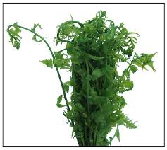 Paco Fern 200g