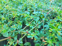 Sadao Din (Papait Leaves)100g